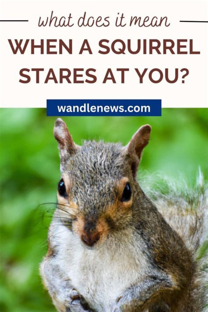 What does it mean when a squirrel barks at you?