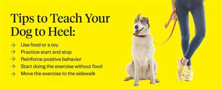 What does it mean when you tell a dog to heel?