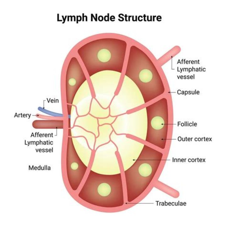 What does normal lymph node feel like?