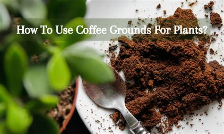 What does putting coffee grounds under your eyes do?