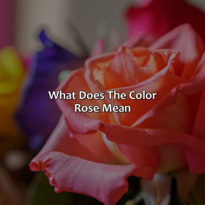 What does rose mean in love?
