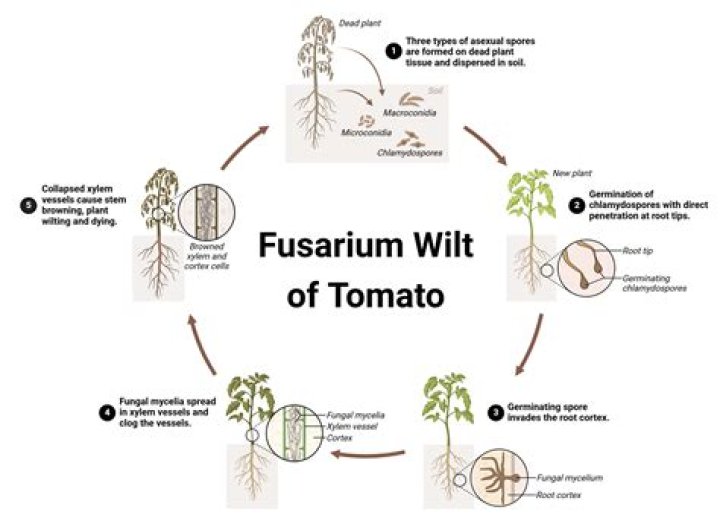 What does wilting tell you about a plant?