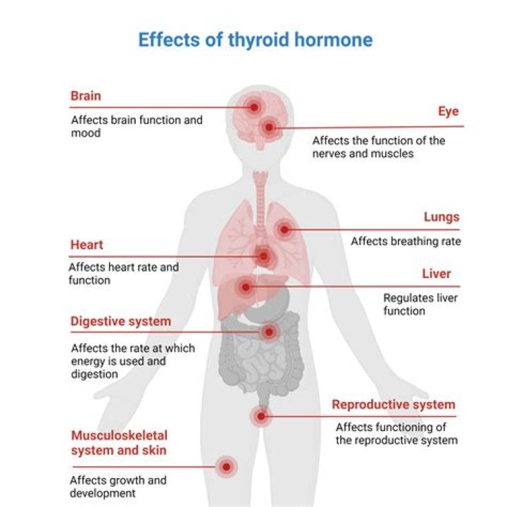 What does your thyroid do in a woman?