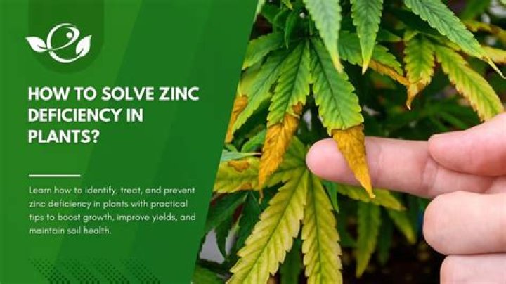 What does zinc deficiency look like in plants?