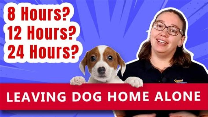 What dog breeds can be left alone for 8 hours?
