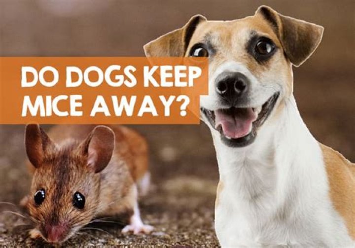 What dogs keep mice away?
