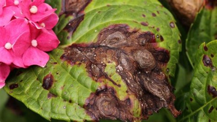 What eats holes in hydrangea leaves?