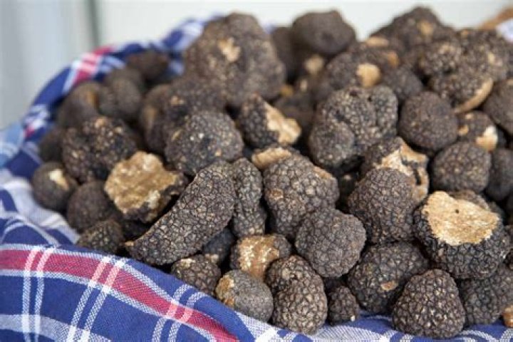 What family is truffle in?