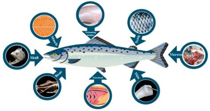 What fish contains collagen?