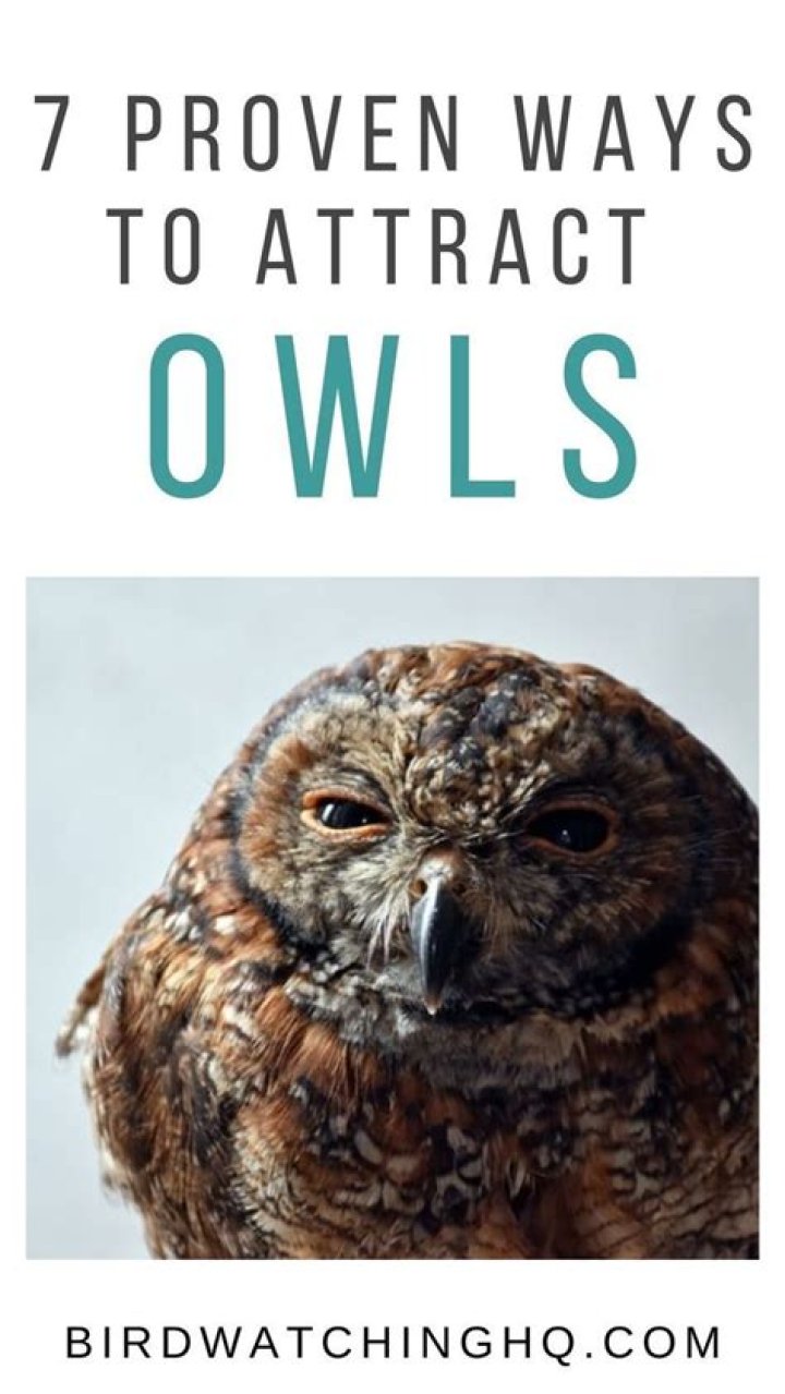 What food attracts owls?