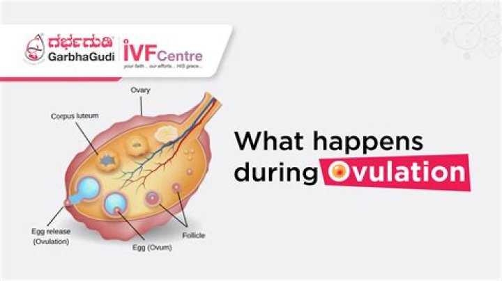 What happens after ovulation if you are not pregnant?