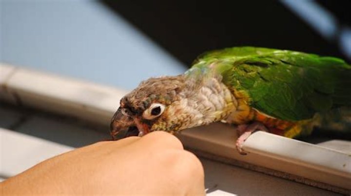 What happens if a bird bites you?