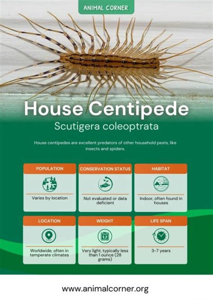 What happens if a cat eats a house centipede?