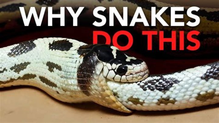 What happens if a snake swallows itself?