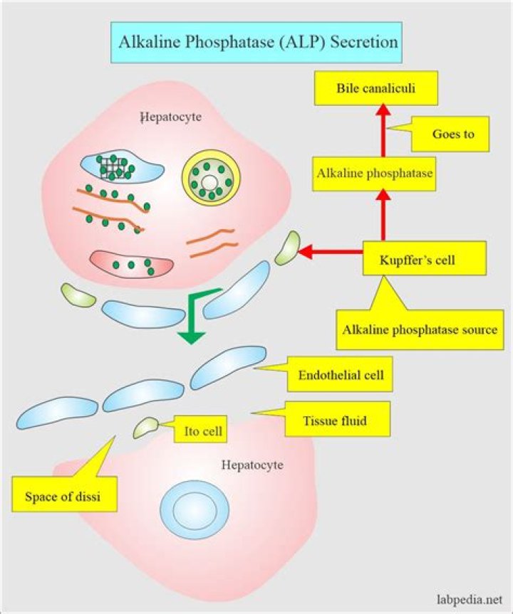 What happens if alkaline phosphatase is high in liver?