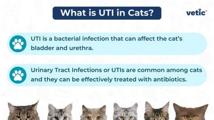 What happens if cat UTI goes untreated?