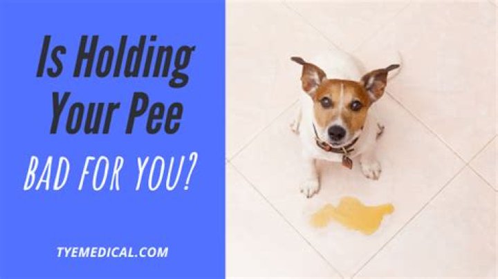 What happens if dog holds pee too long?