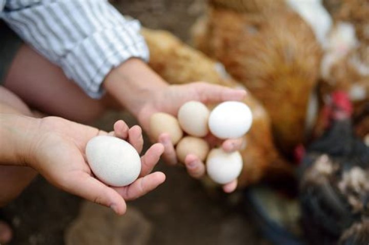 What happens if I don't collect my chickens eggs?