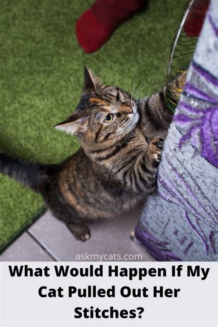 What happens if my cat licks her stitches?