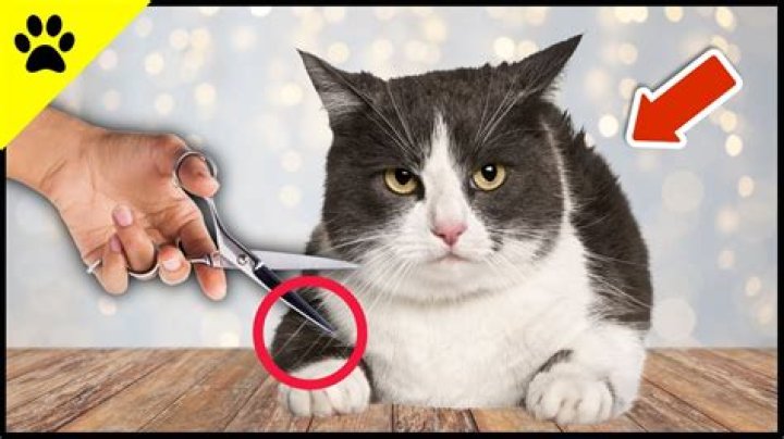 What happens if you cut a cats whiskers?