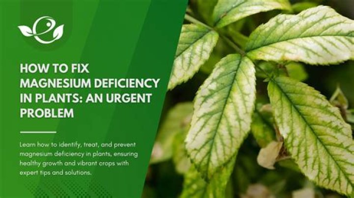 What happens if you dont have enough magnesium?