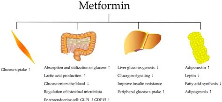 What happens if you take metformin on an empty stomach?