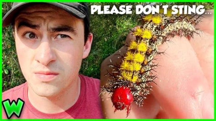 What happens if you touch a butterflies wings?