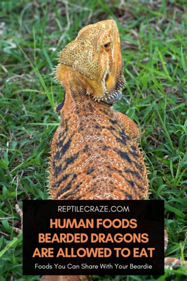 What human food can bearded dragons have?