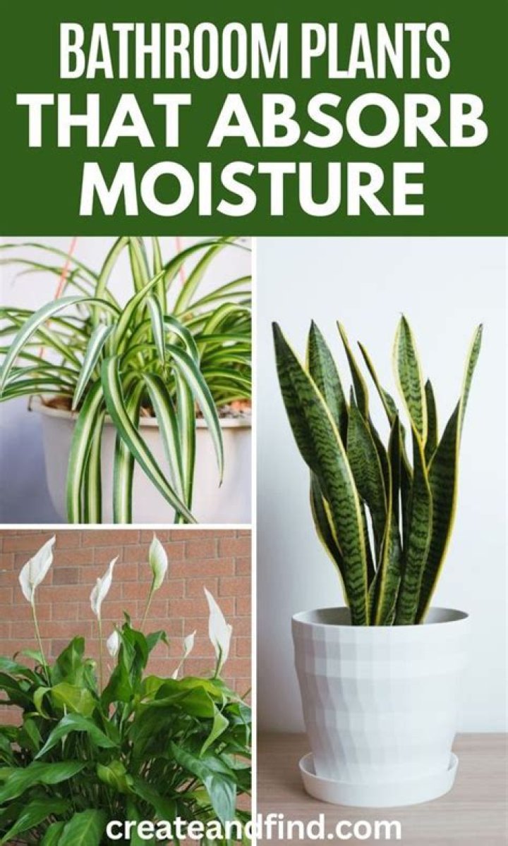 What indoor plants absorb the most CO2?