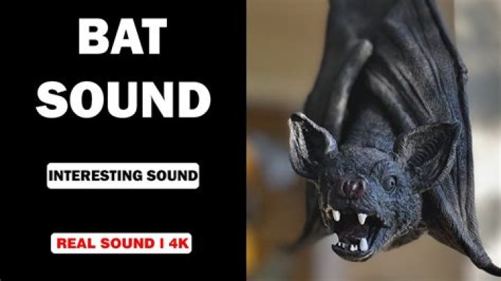 What is a bat sound like?