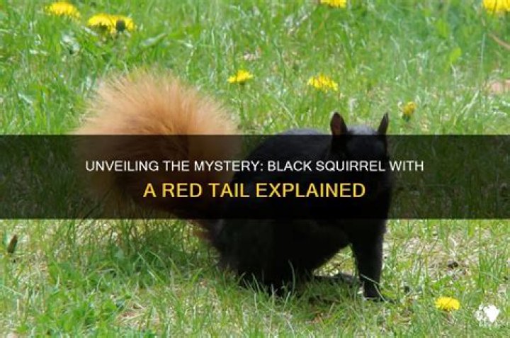 What is a black squirrel with a red tail called?