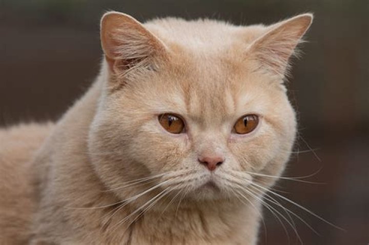 What is a cream cat?