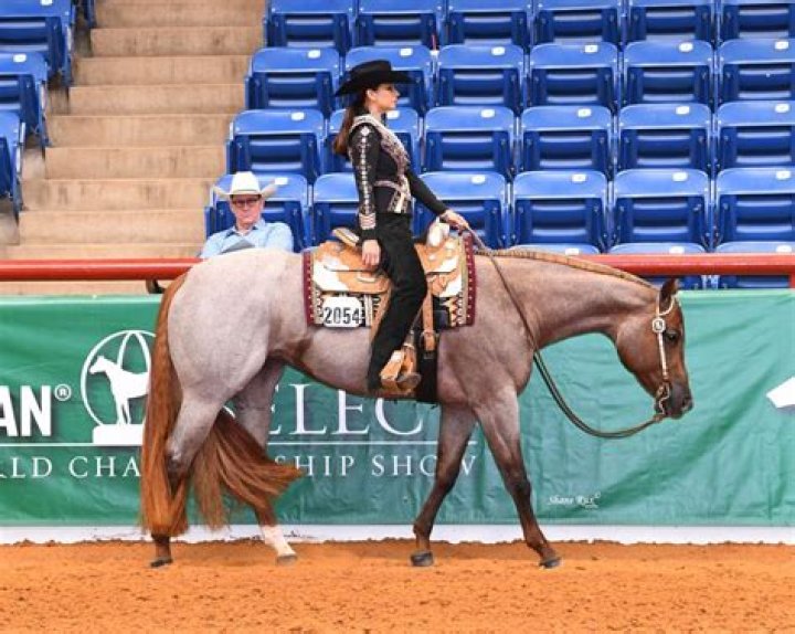 What is a good pleasure horse?