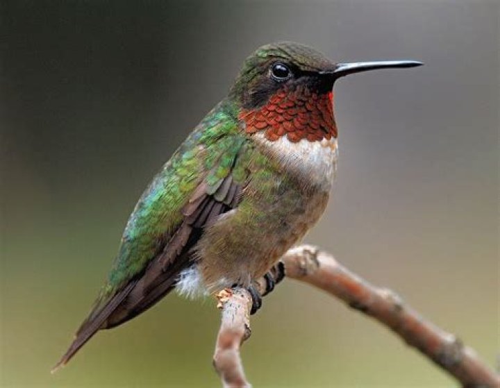 What is a hummingbird's natural enemy?