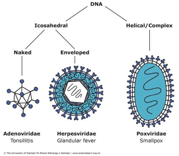 What is a linear virus?
