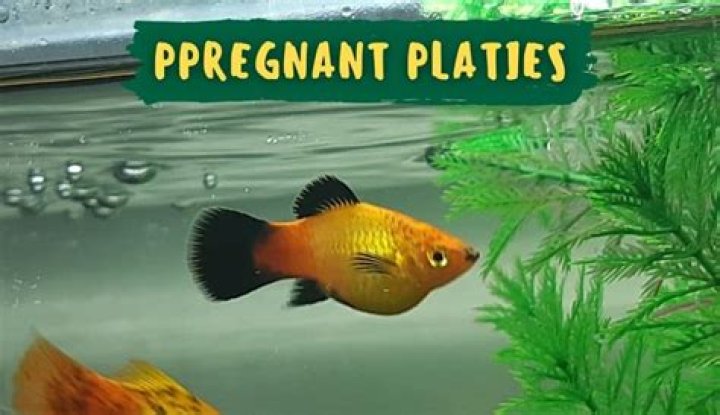 What is a pregnant fish called?