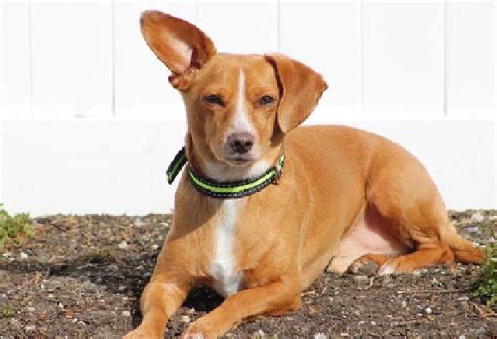 What is a Schweenie?