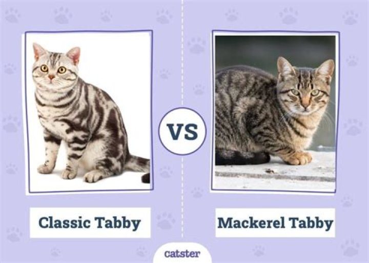 What is a shaded tabby?