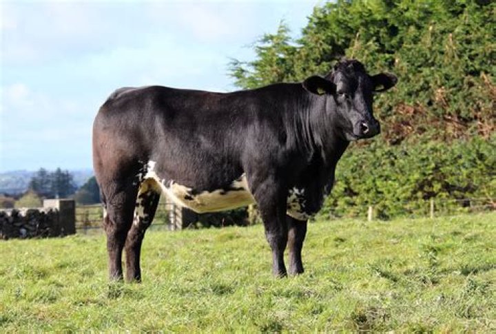 What is a springing heifer?