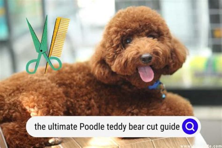 What is a teddy cut?