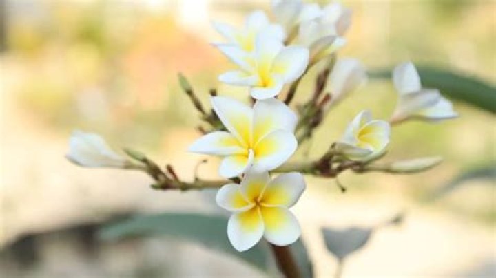 What is Bali flower?