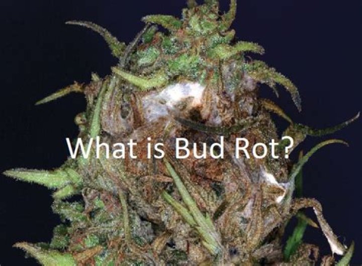 What is bud rot?