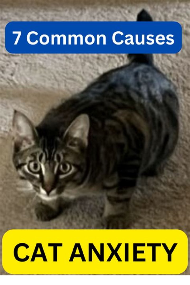 What is cat anxiety?