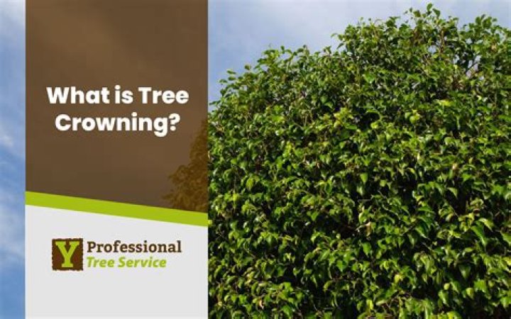 What is crowning a tree?