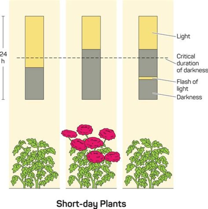 What is day-neutral plant?