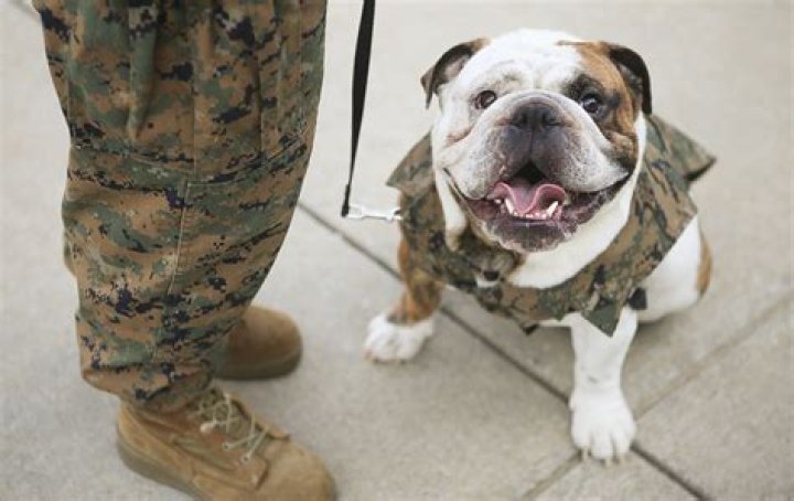 What is Devil Dog in Marine Corps?