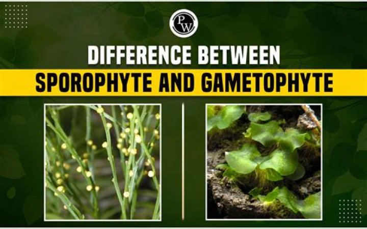 What is difference between sporophyte and gametophyte?