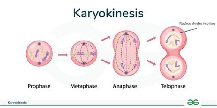 What is Karyokinesis mitosis?