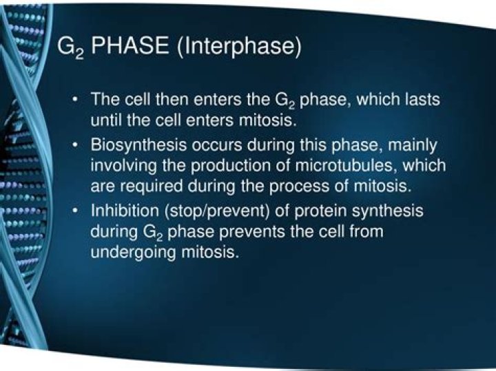 What is synthesized during G2 phase?