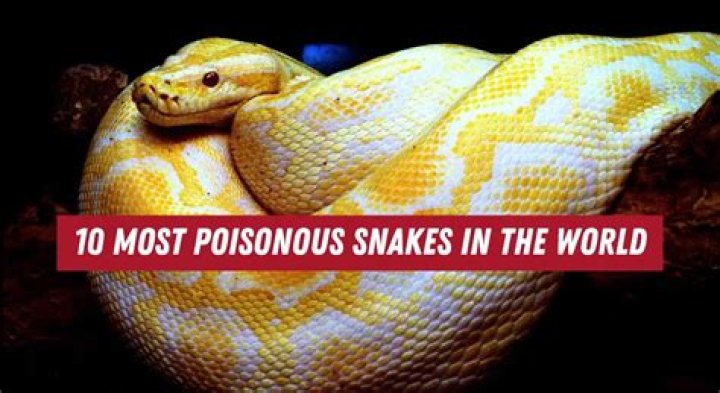 What is the 10 most poisonous animal in the world?